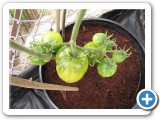 Tomato Clutch