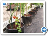 Tomato Row