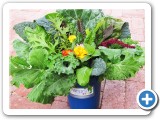 AlegriaFreshBouquet2WEB