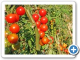 AlegriaFreshTomatoes1WEB