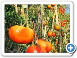 AlegriaFreshTomatoesWEB