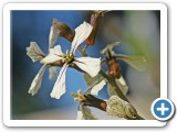 ArugulaFlower2WEB