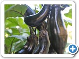 EggplantJapaneseWEB