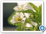 StrawberryFlower3WEB