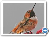 WetRuffyWEB