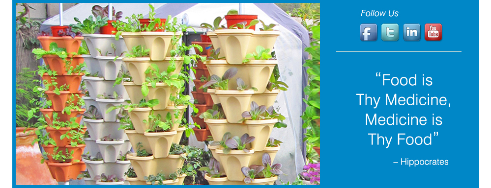 Alegría Farms - hydroponic vertically grown produce