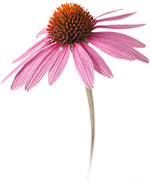 Echinacea