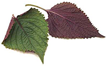 shiso